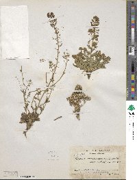 Image of Draba jorullensis