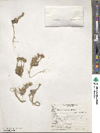 Draba magellanica image