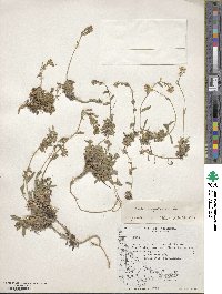 Draba magellanica image