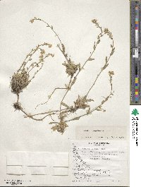 Draba magellanica image