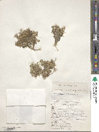 Draba magellanica image