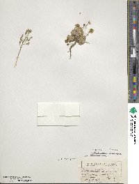 Draba aizoides image