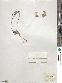 Draba aizoides image