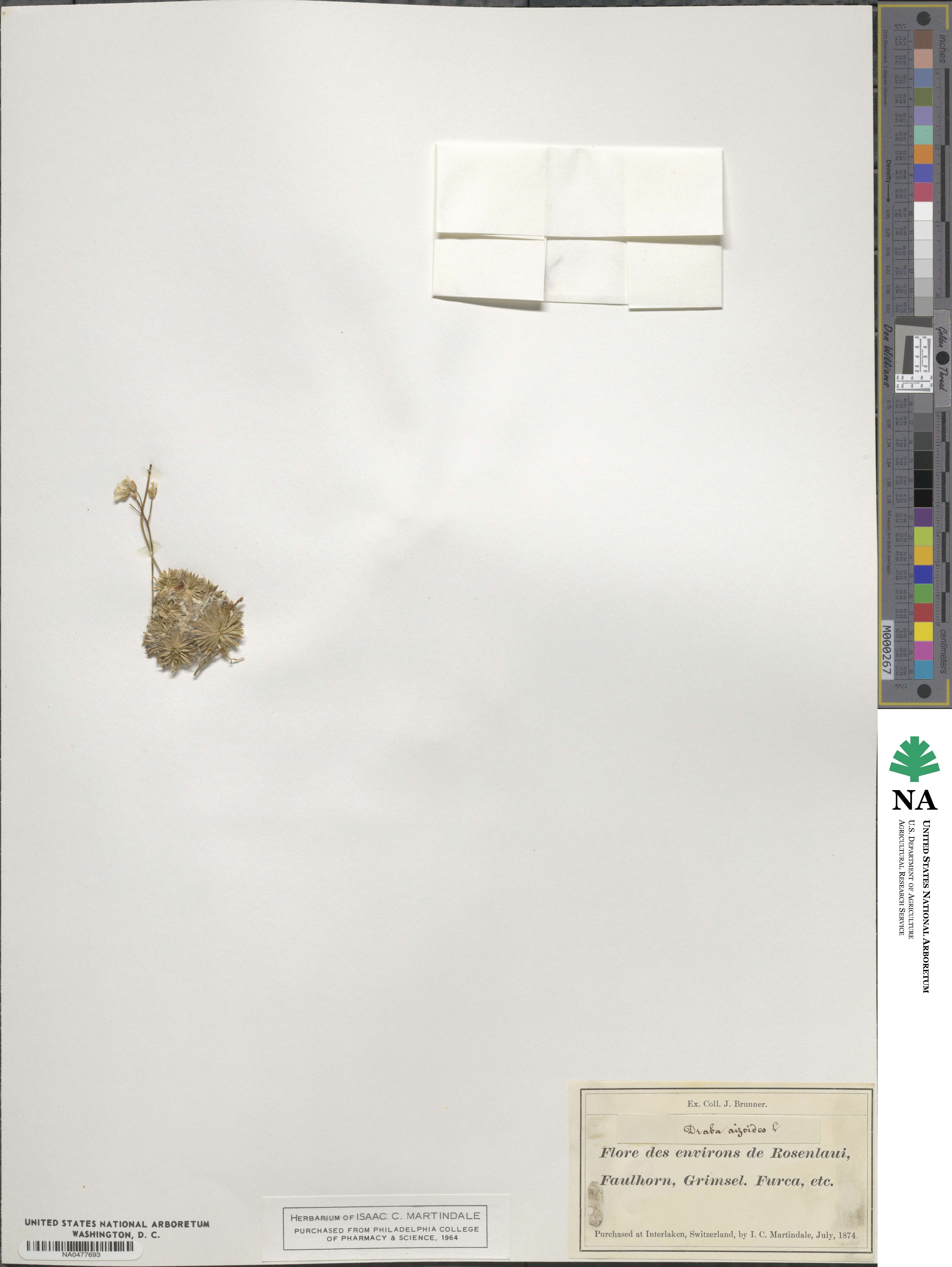 Draba aizoides image