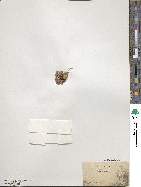 Draba aizoides image