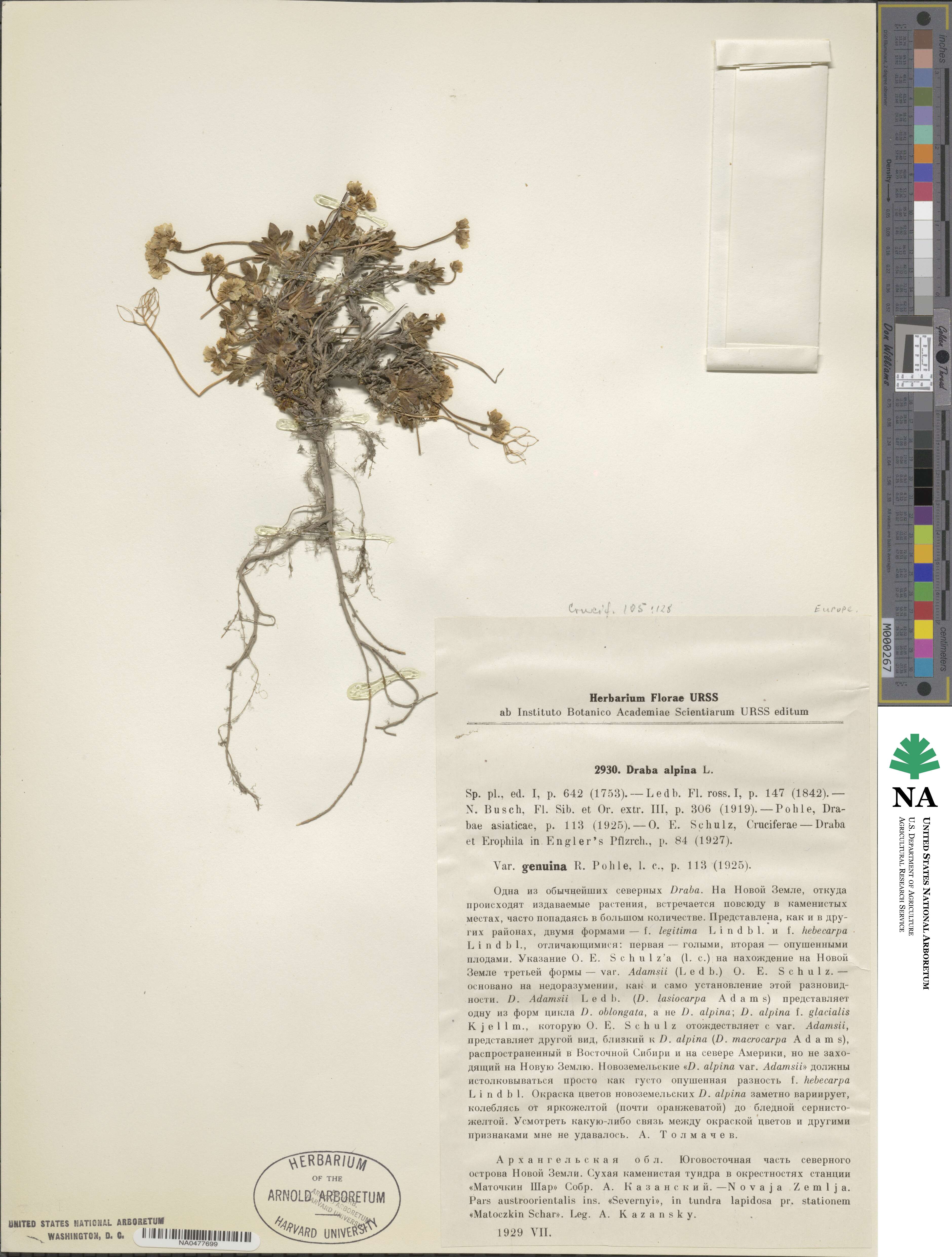 Draba alpina image