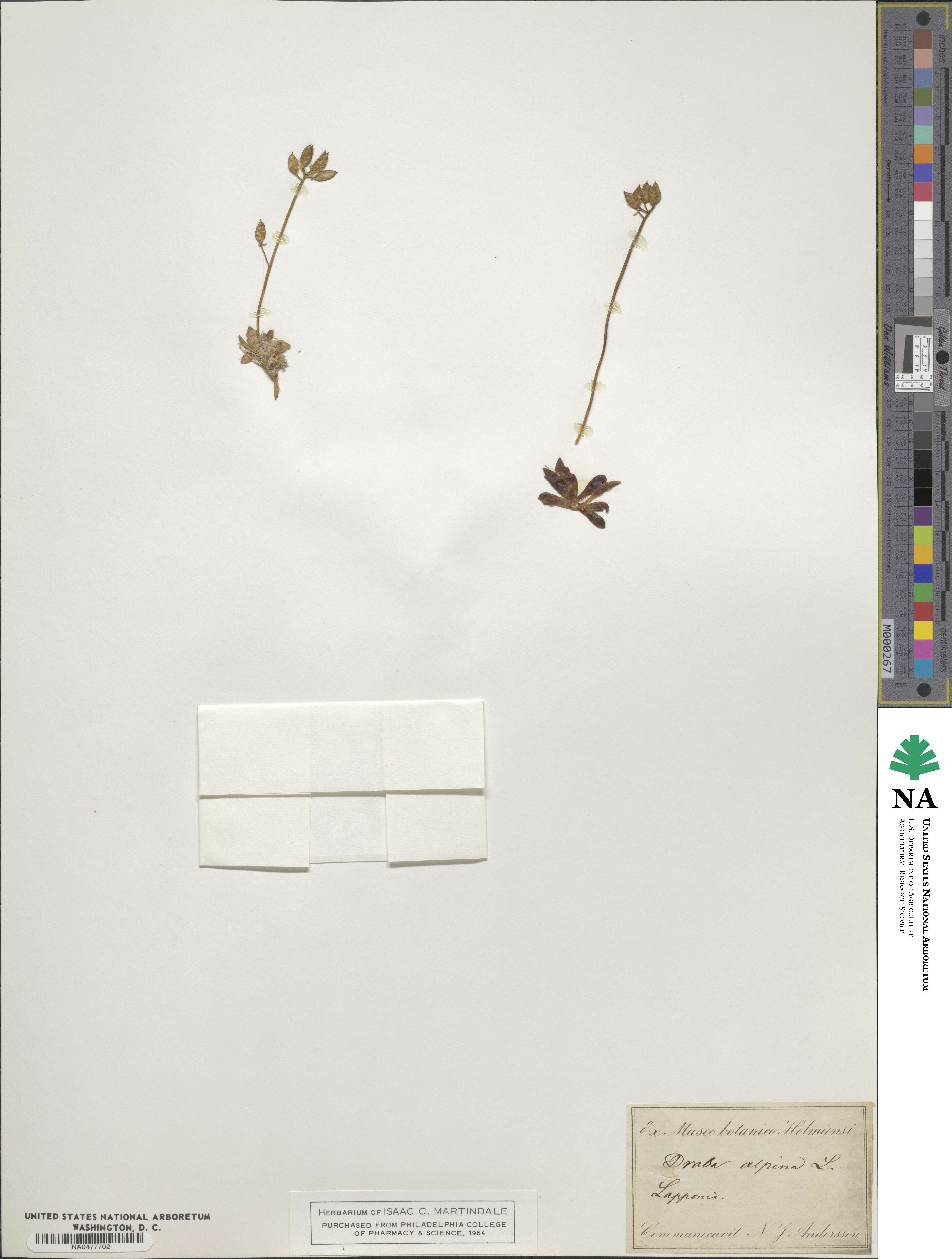 Draba alpina image