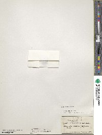 Image of Draba aspera