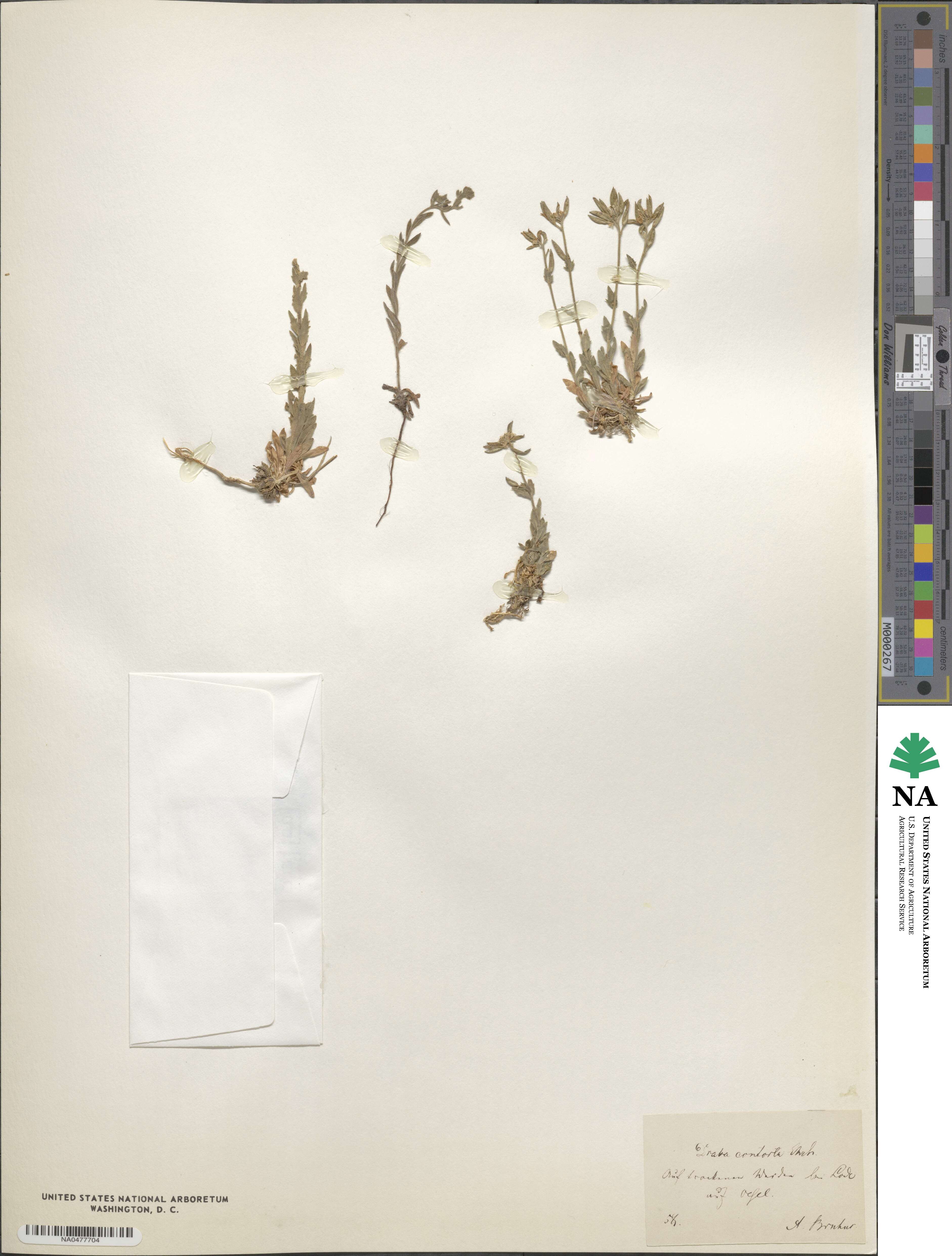 Draba incana image