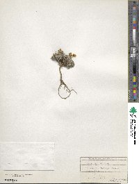 Image of Draba cuspidata