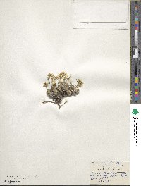 Draba cuspidata image
