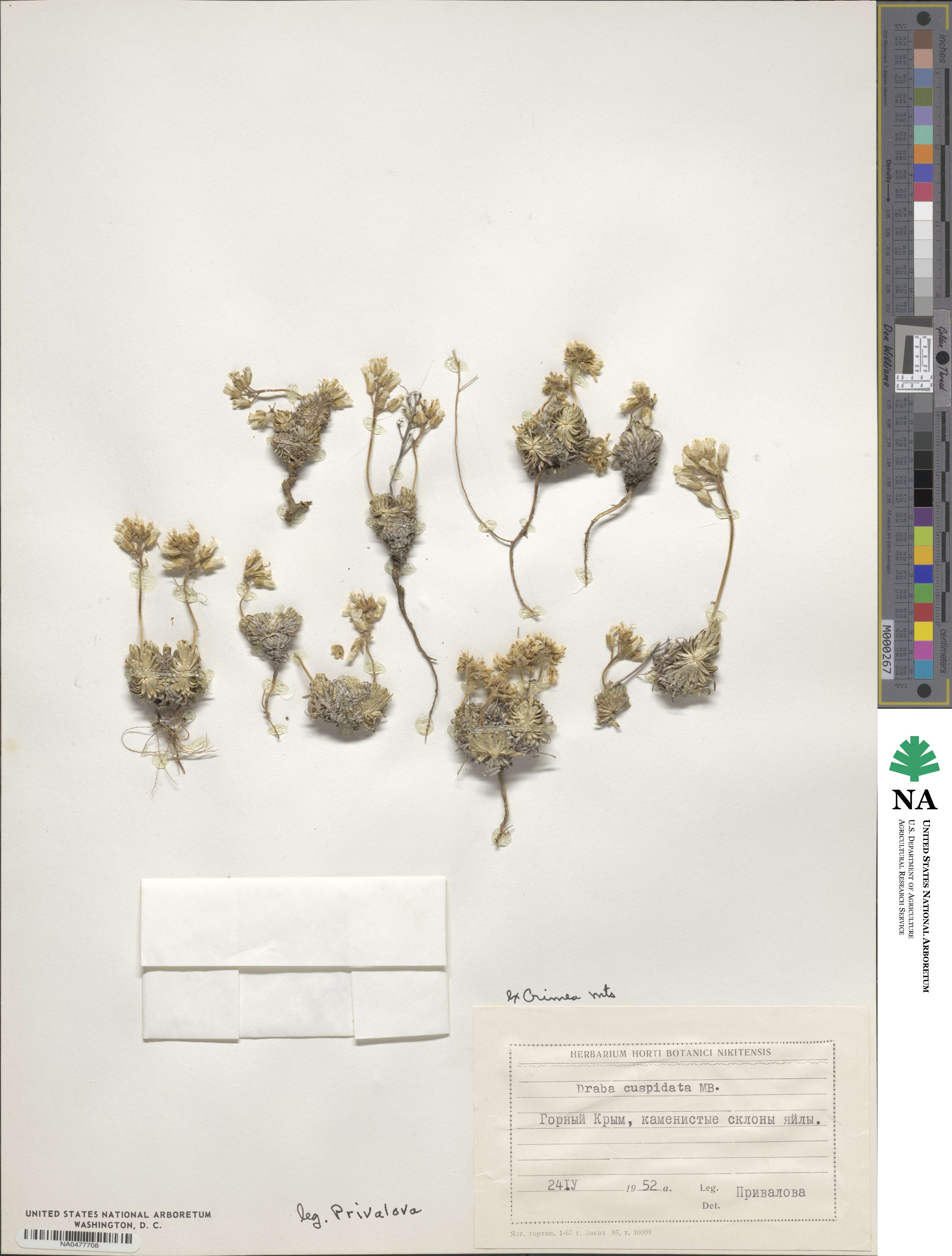 Draba cuspidata image