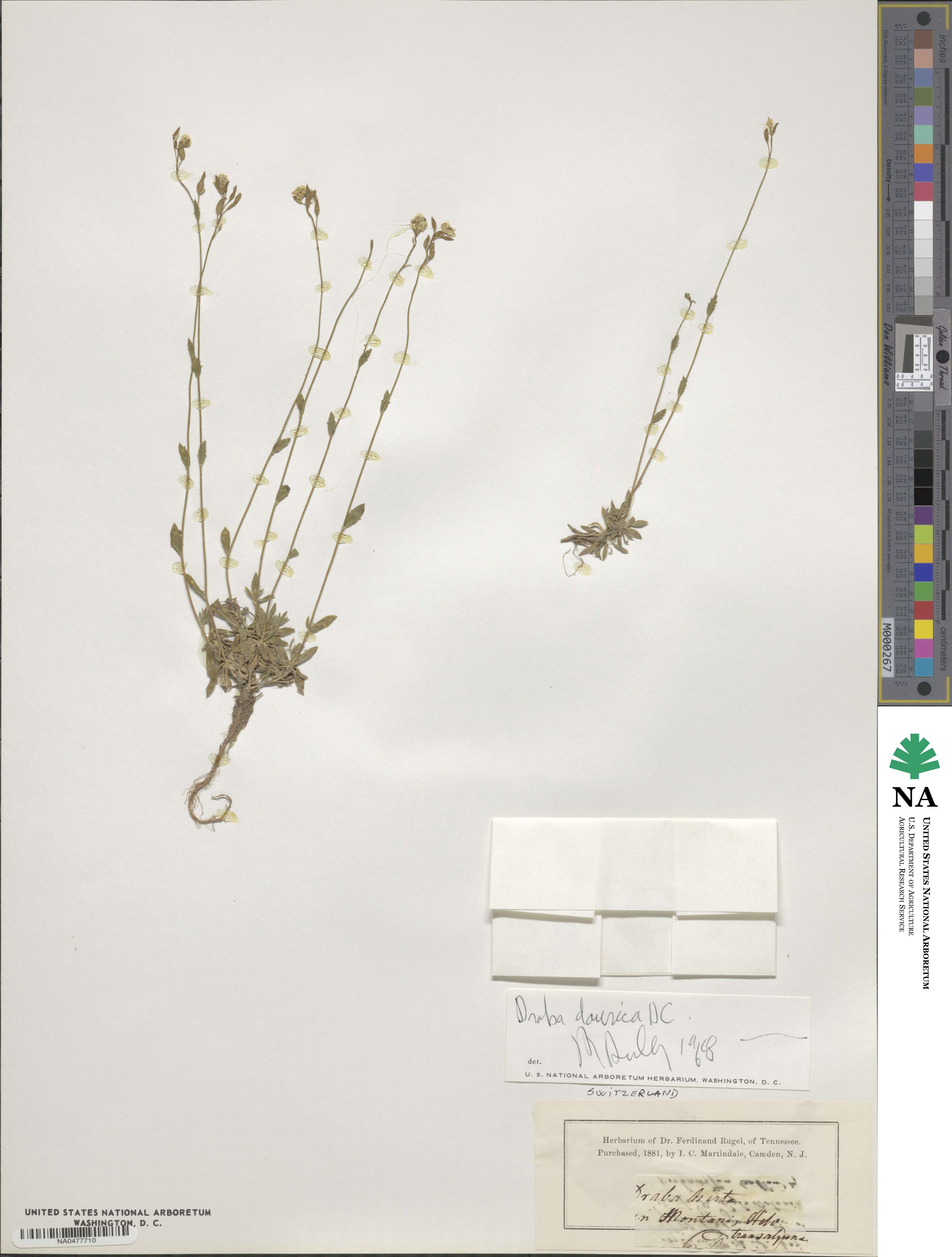 Draba glabella image