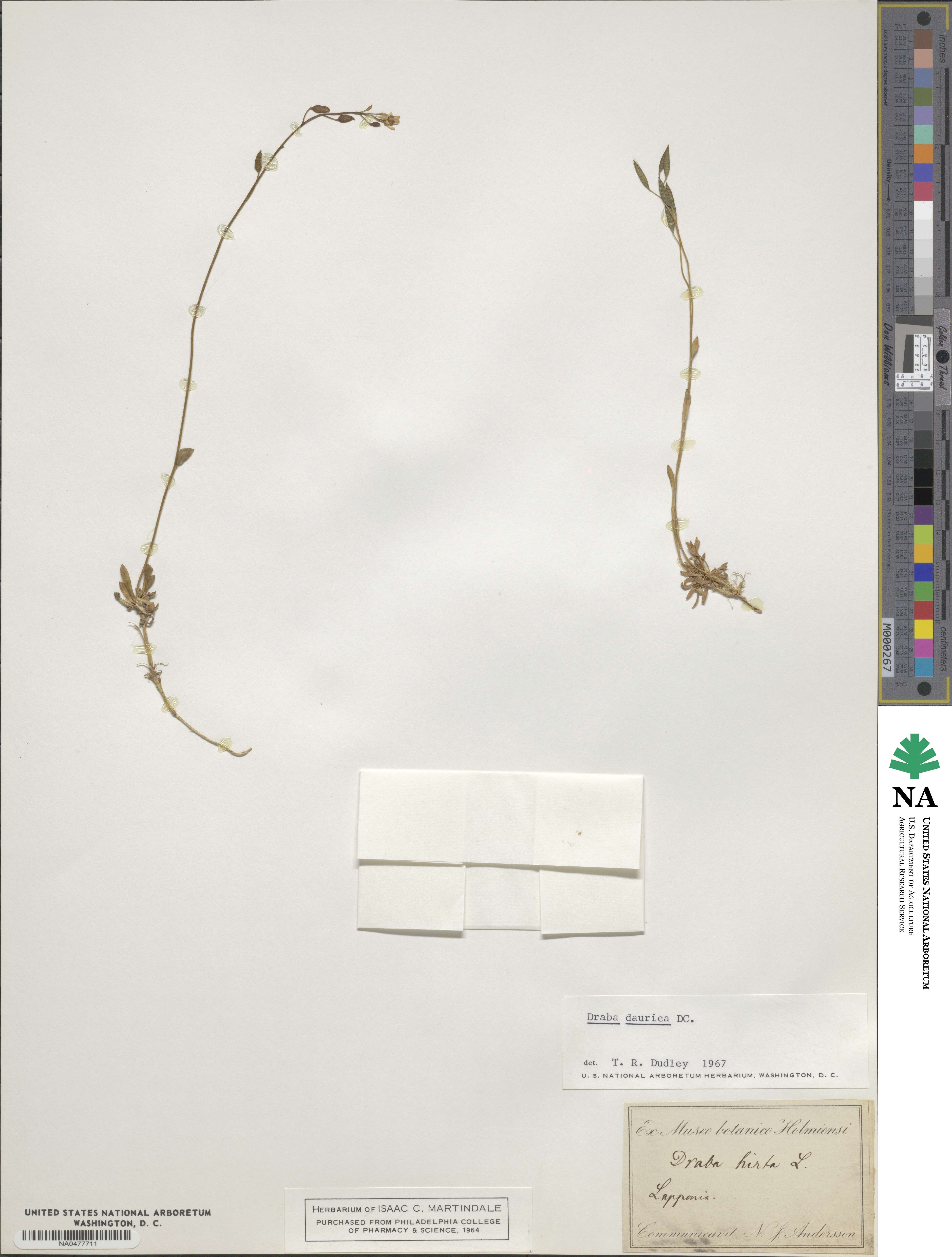 Draba glabella image