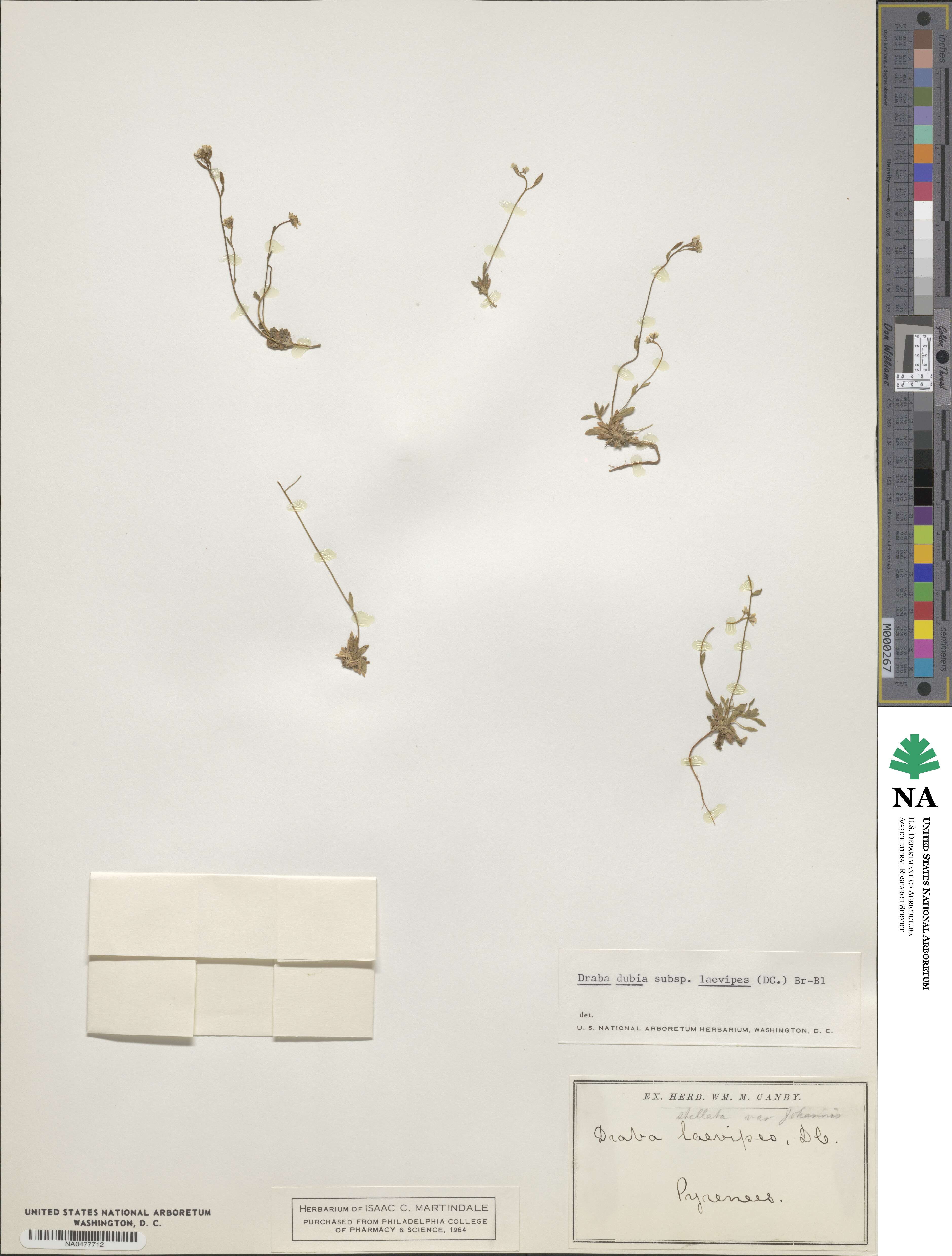 Draba dubia image