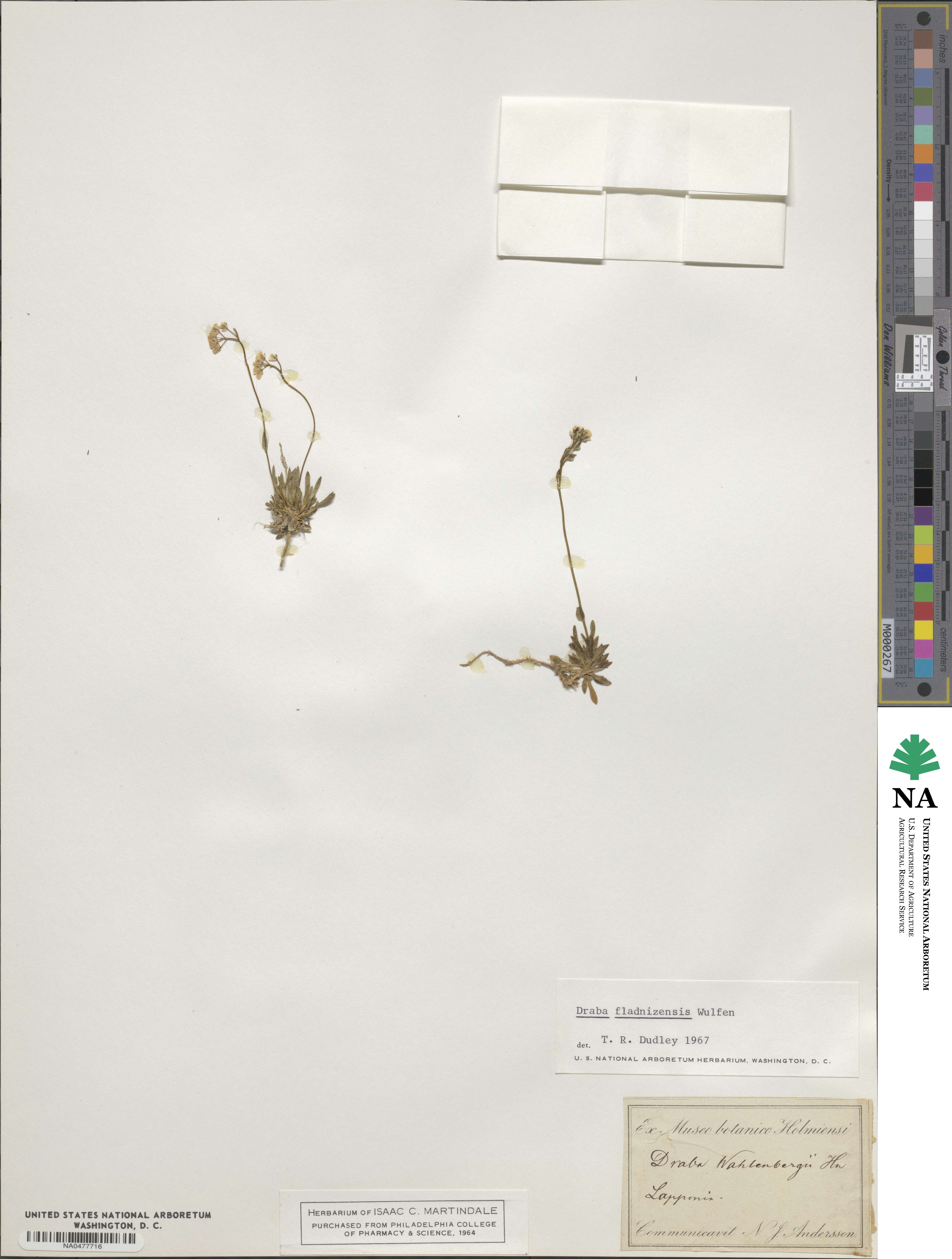 Draba fladnizensis image