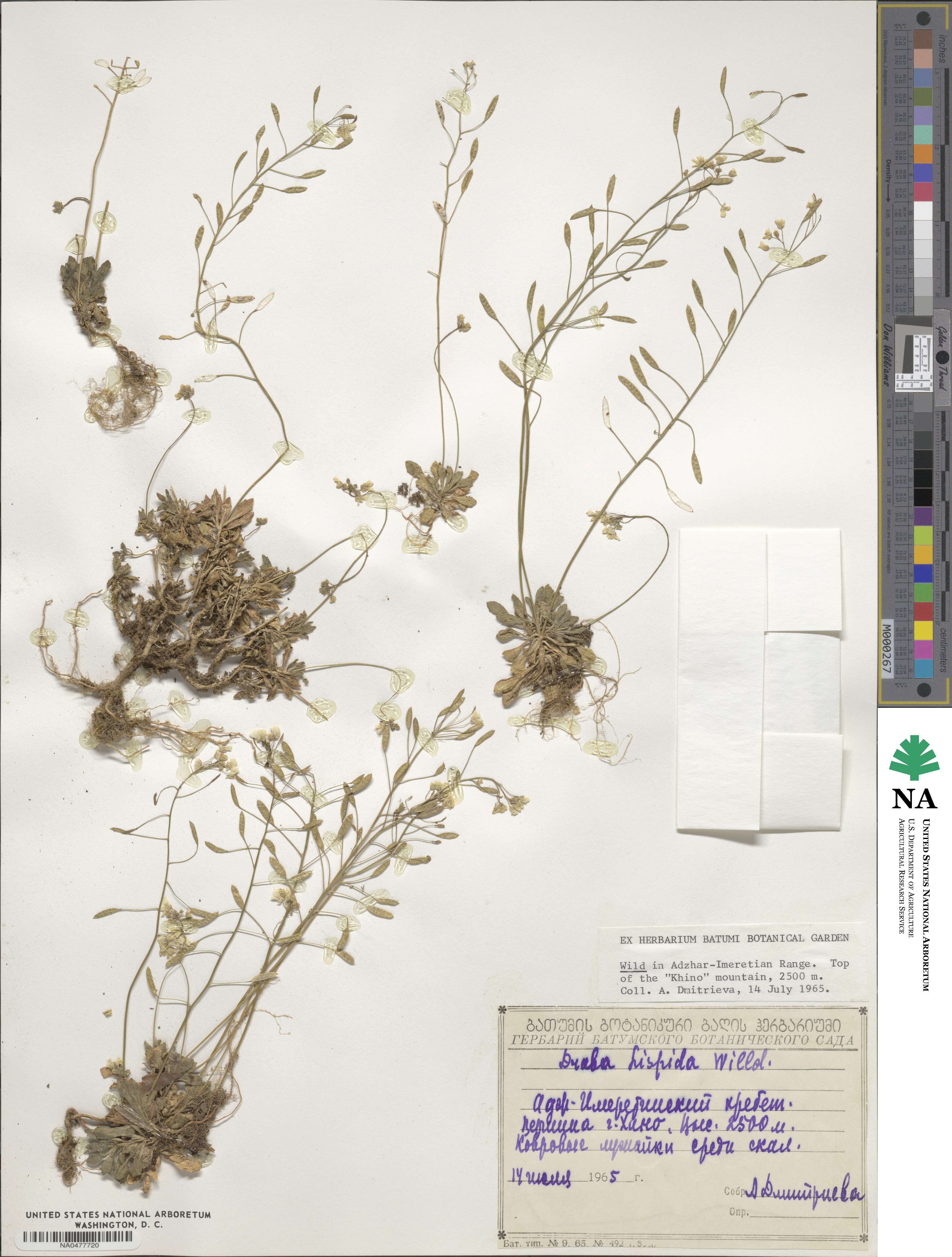 Draba hispida image