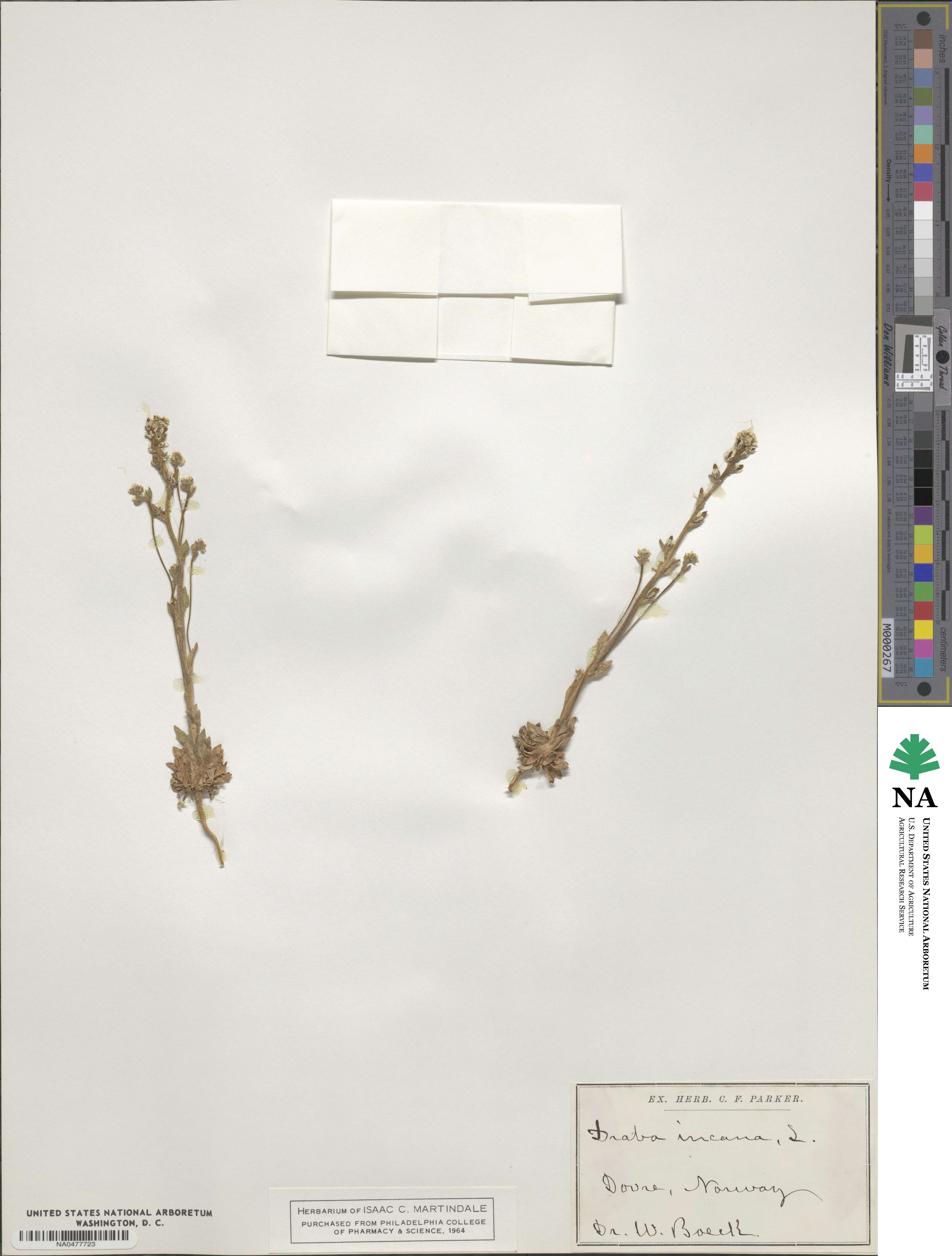 Draba incana image