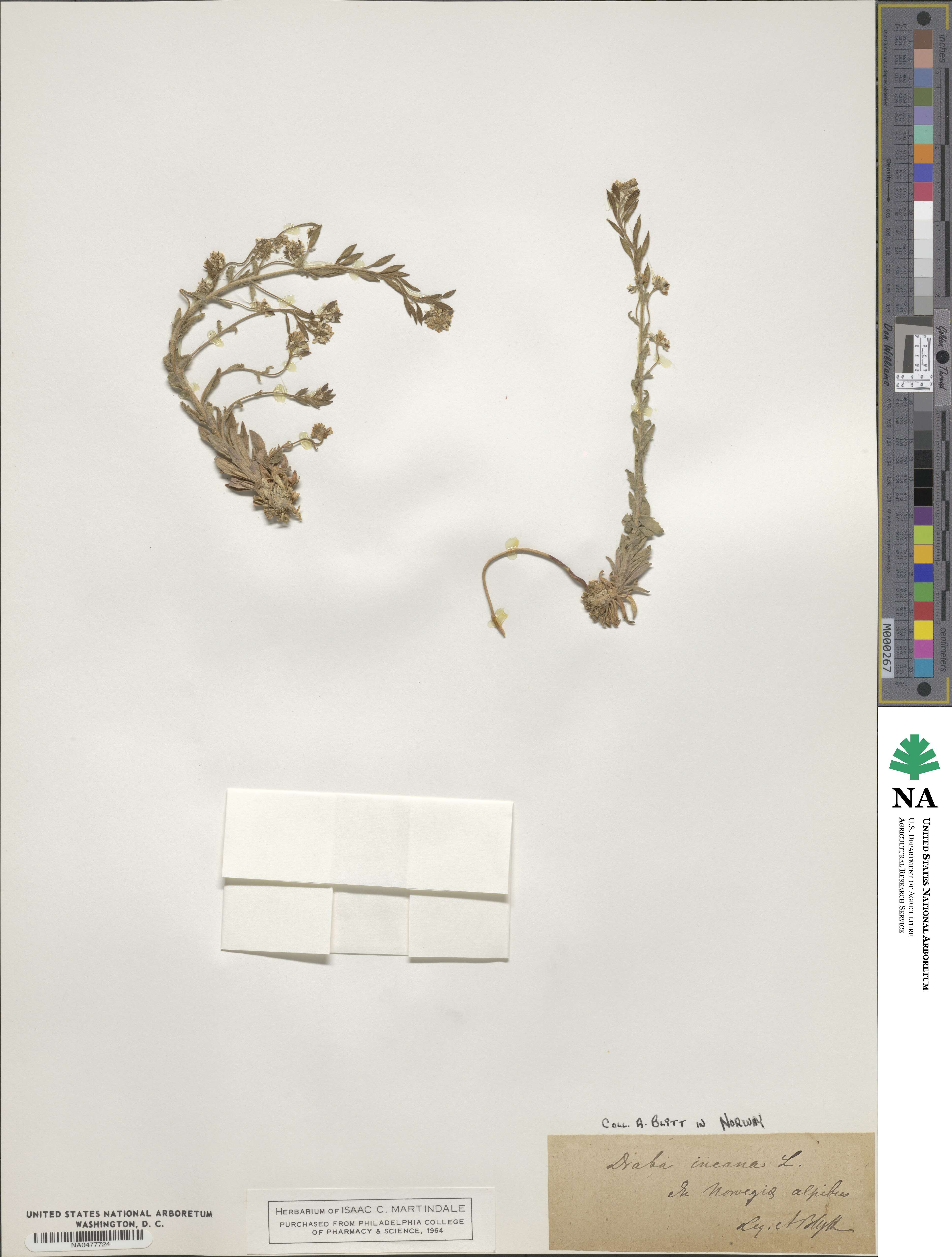 Draba incana image