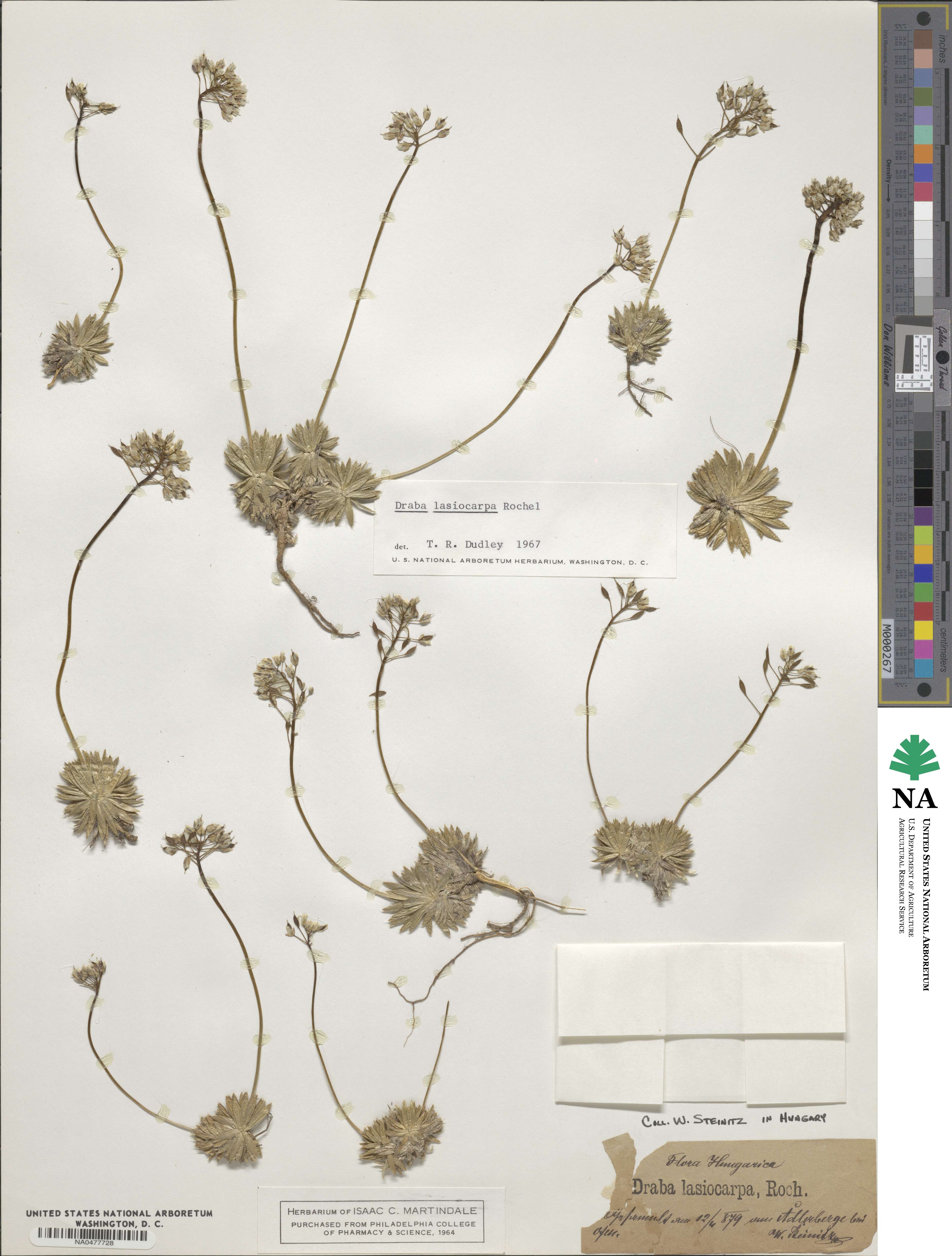 Draba lasiocarpa image
