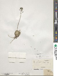 Draba lasiocarpa image