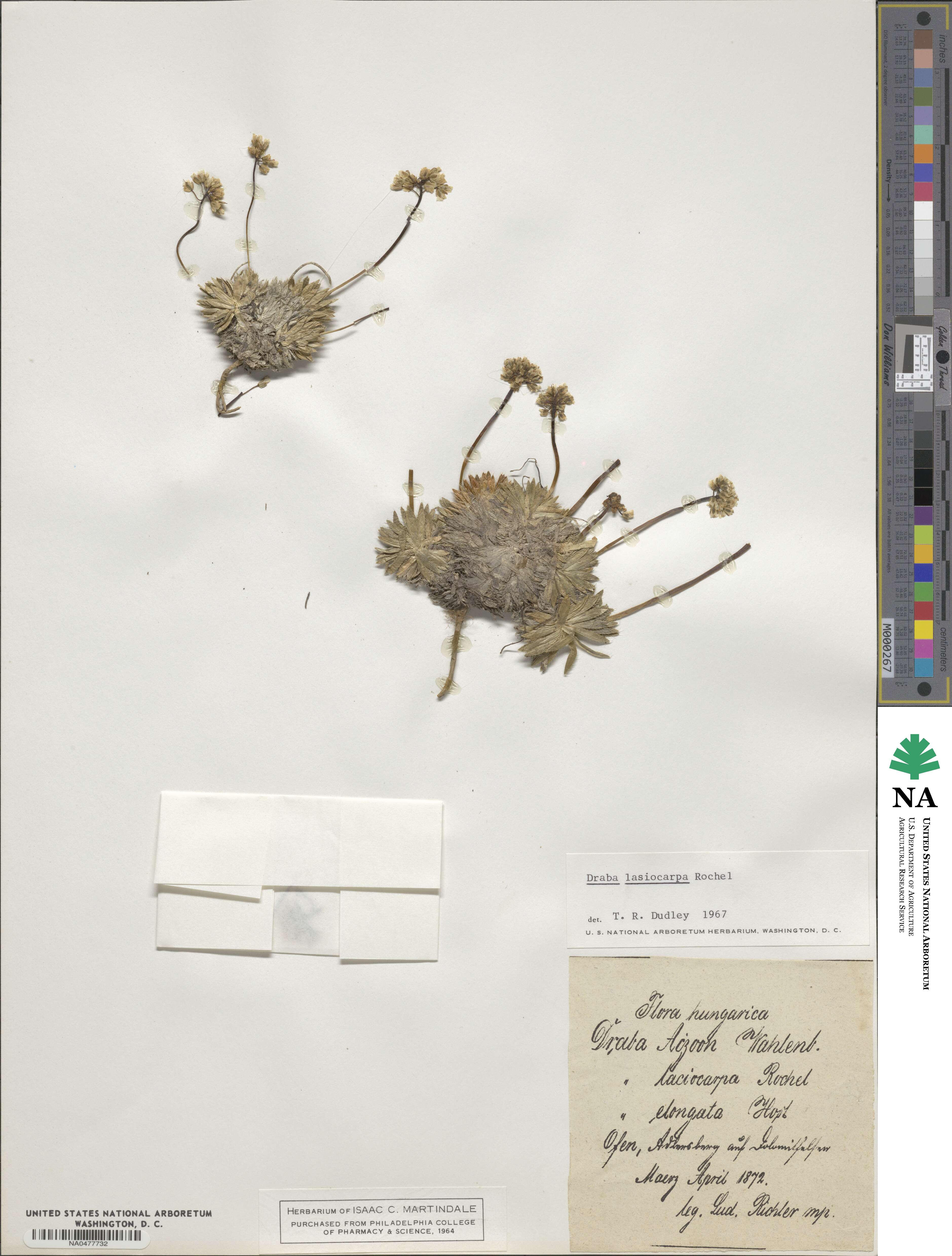 Draba lasiocarpa image
