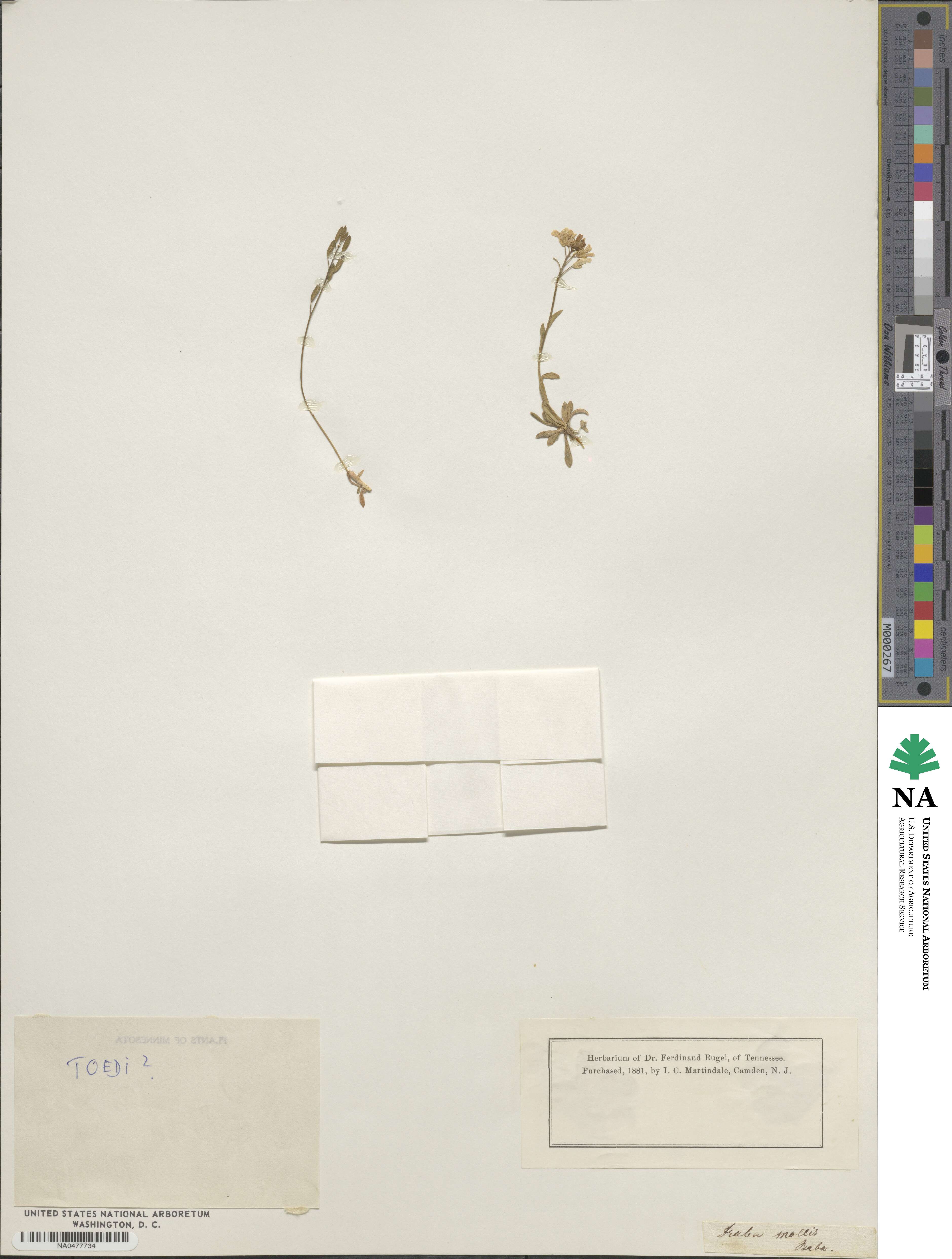 Arabis vochinensis image