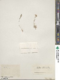 Arabis vochinensis image