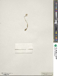 Arabis vochinensis image