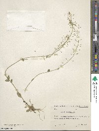 Drabella muralis image