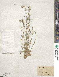 Drabella muralis image