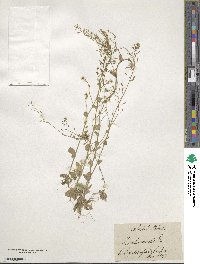 Drabella muralis image