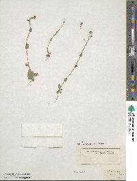 Drabella muralis image