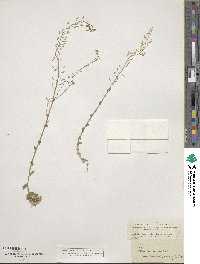 Drabella muralis image