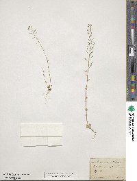 Drabella muralis image