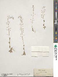 Drabella muralis image
