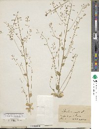 Drabella muralis image