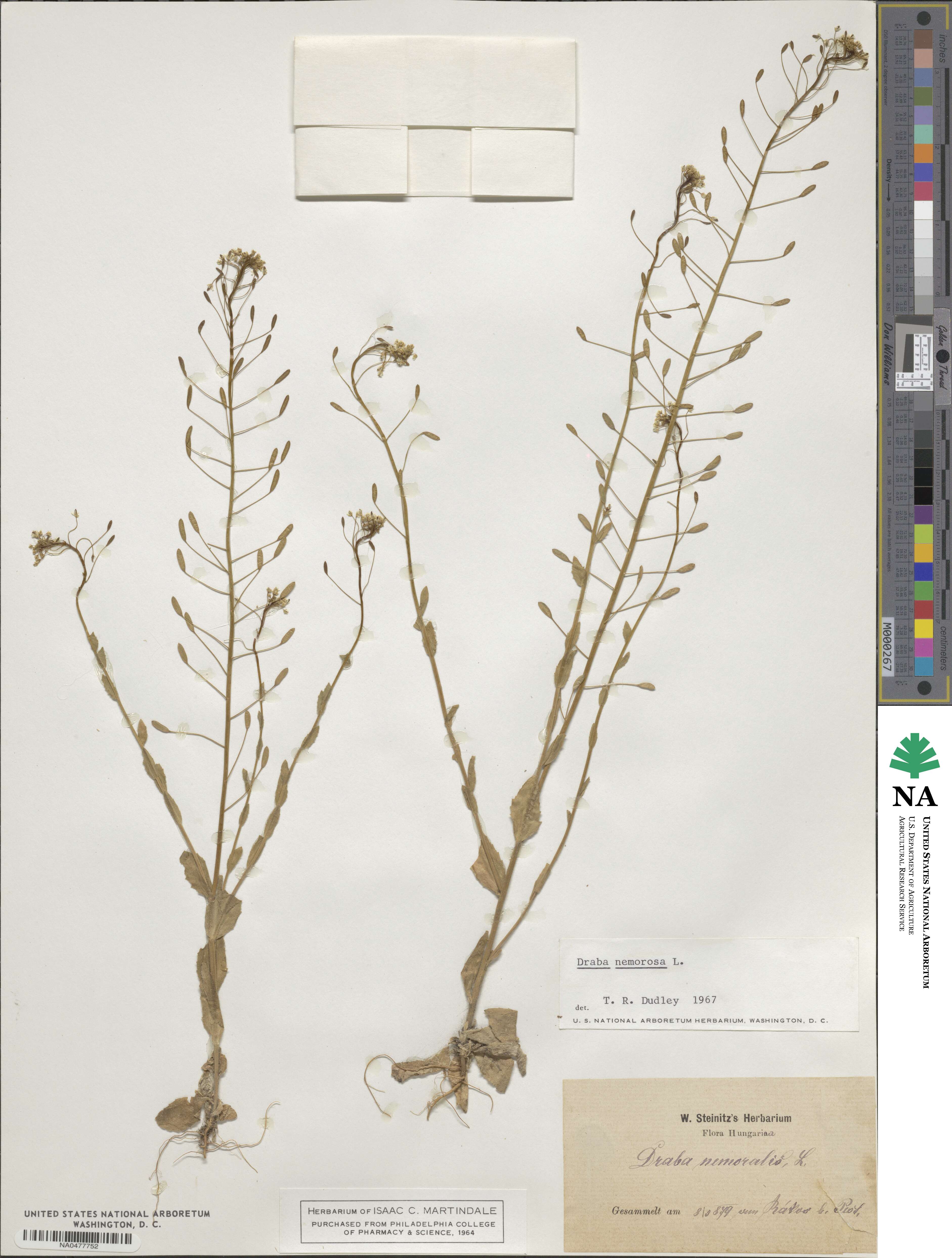 Draba nemorosa image