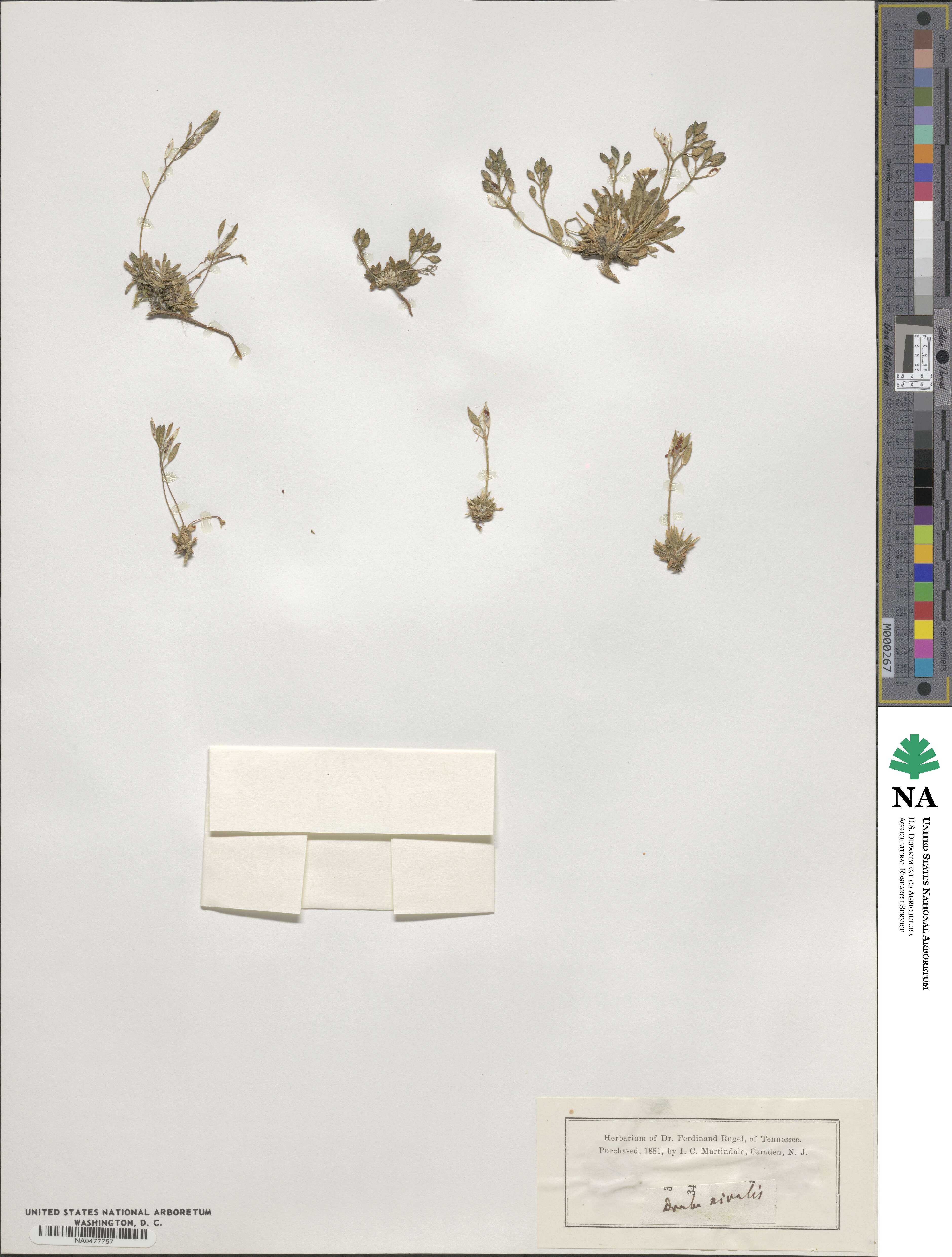 Draba nivalis image