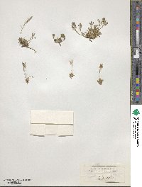 Draba nivalis image