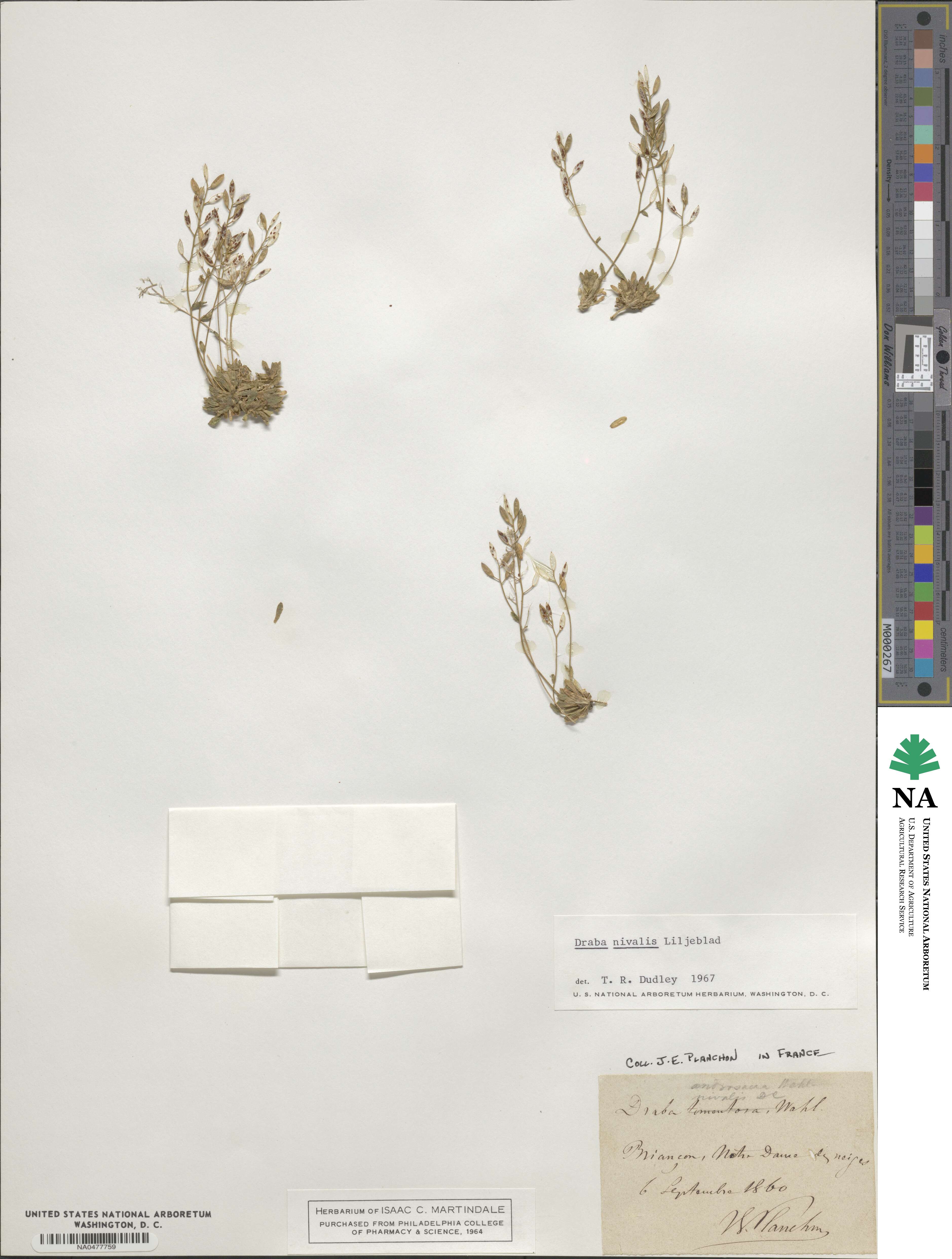 Draba nivalis image