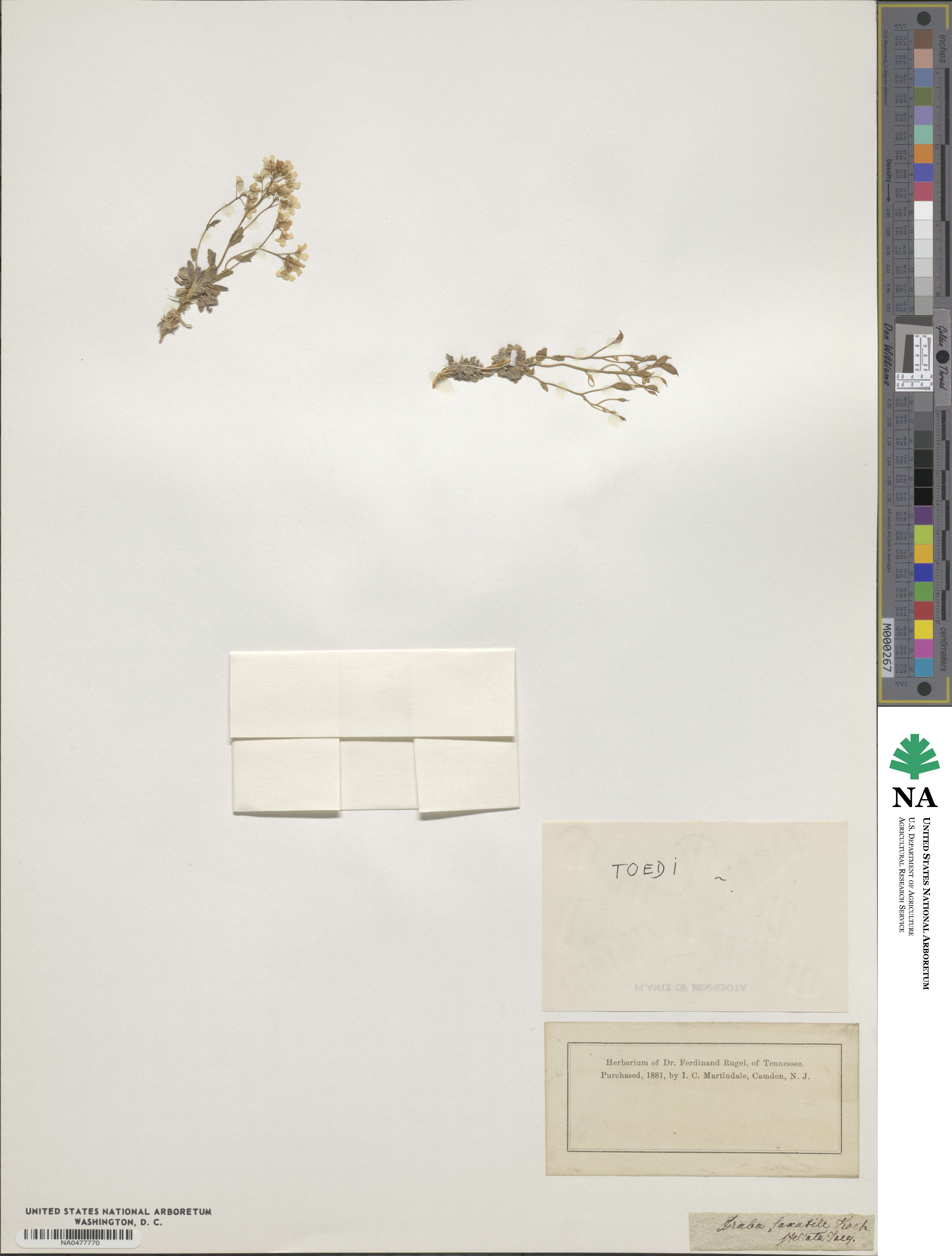 Draba stellata image