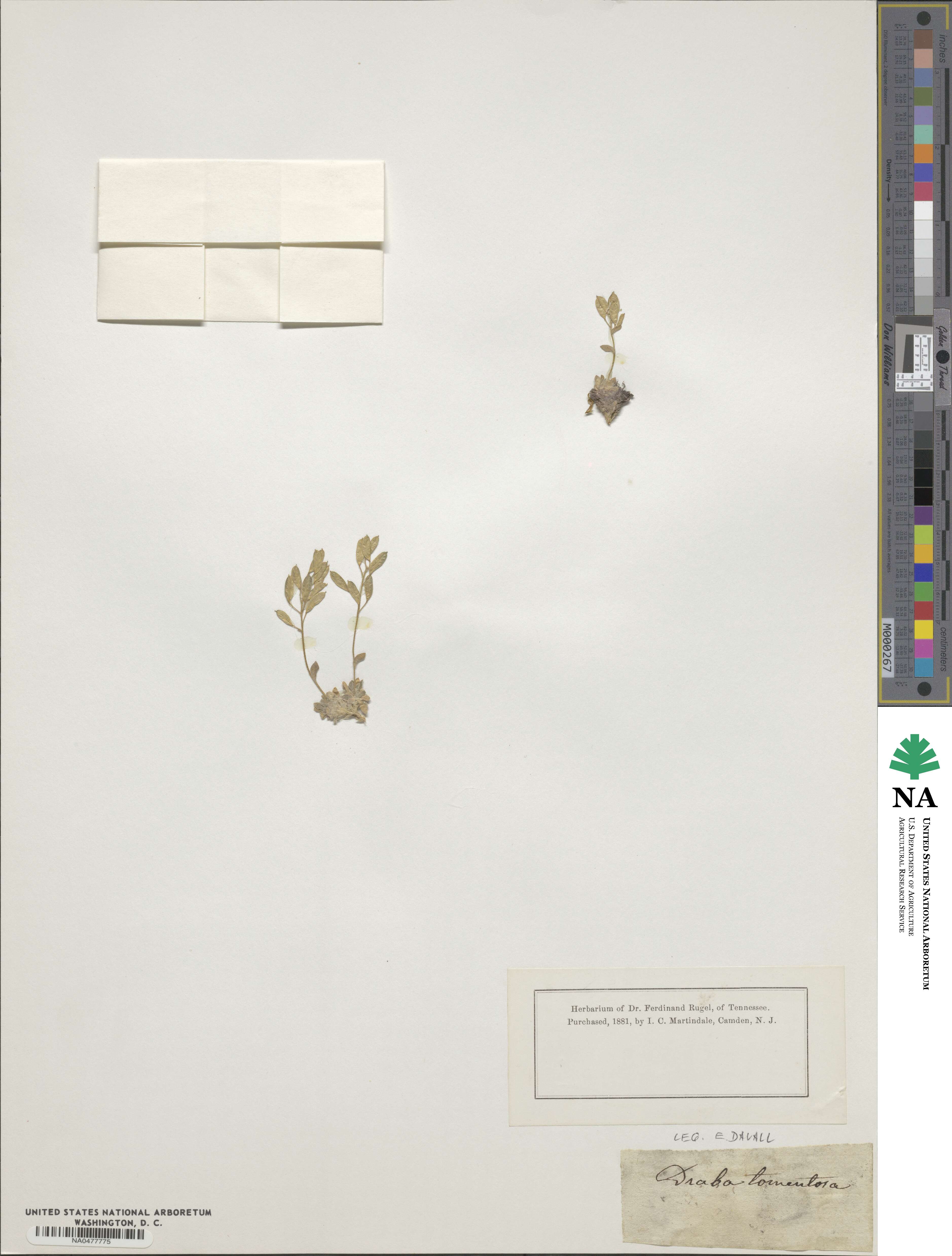 Draba tomentosa image