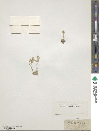 Draba tomentosa image