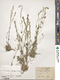 Draba altaica image