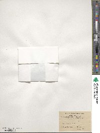 Draba altaica image