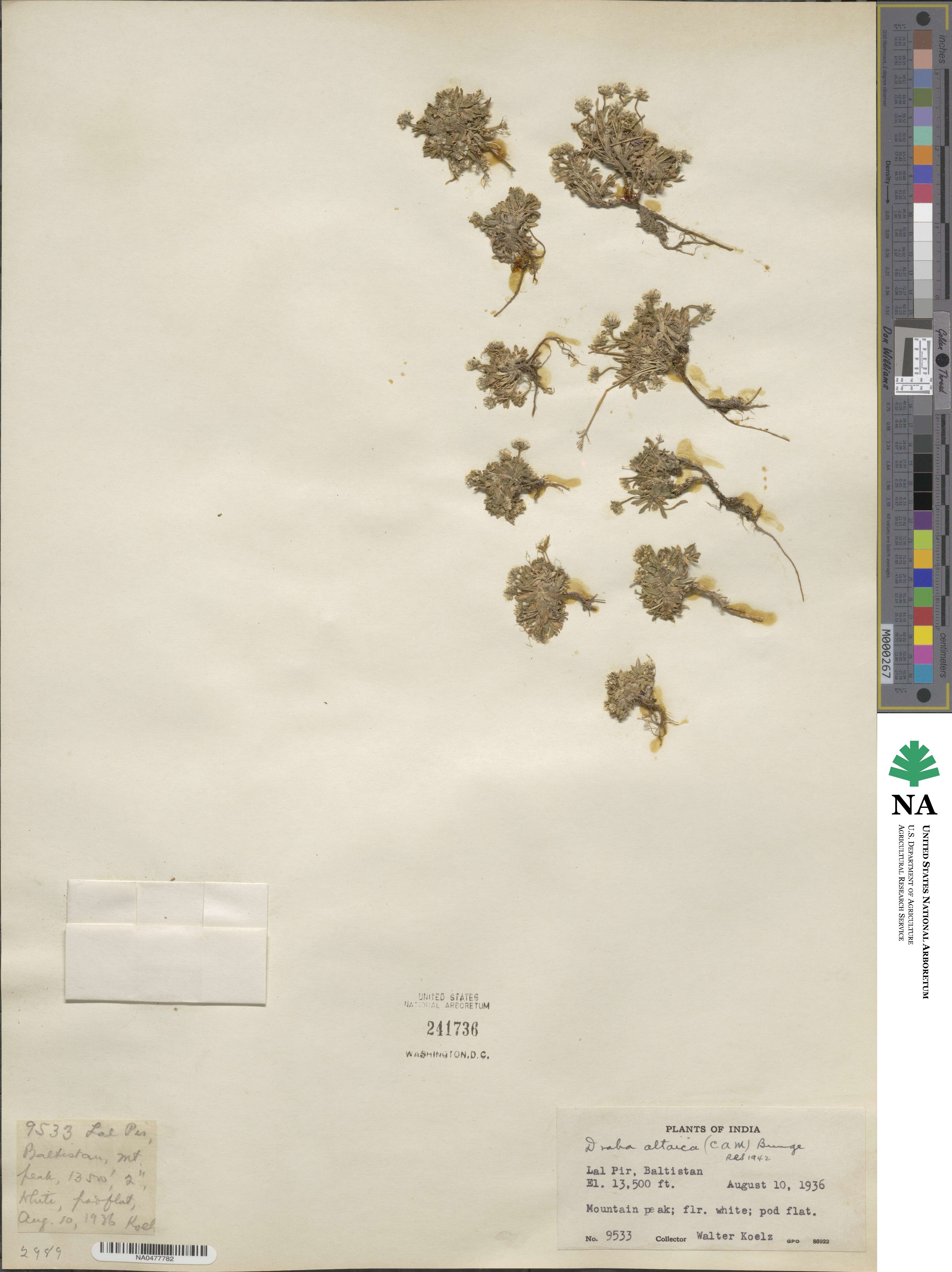 Draba altaica image