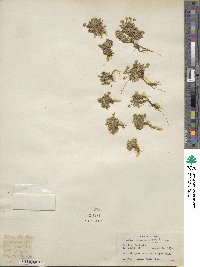 Draba altaica image