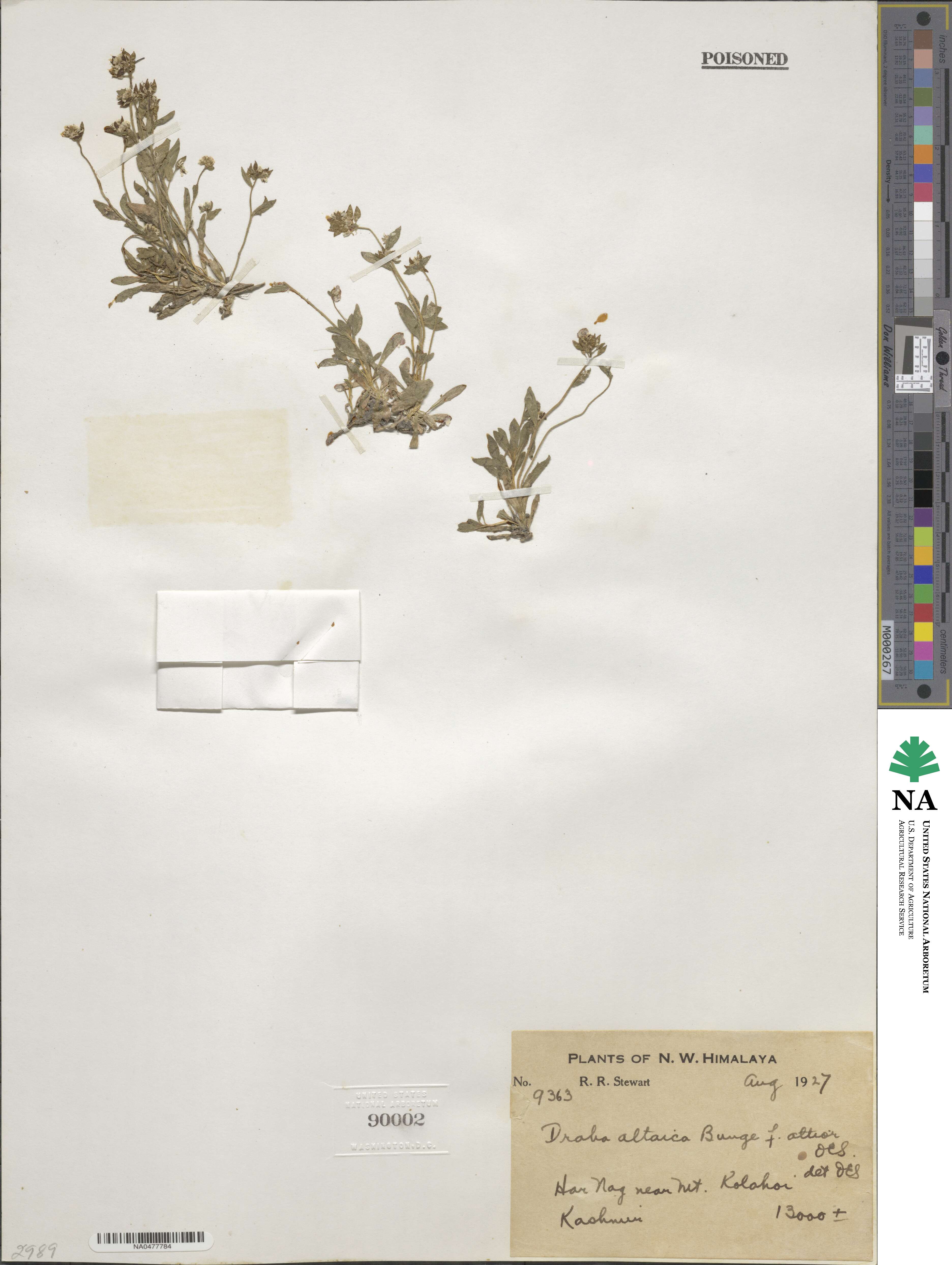 Draba altaica image