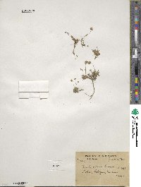 Draba altaica image
